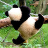 The Enchanting Physical Traits of Giant Pandas: Evolutionary Marvels